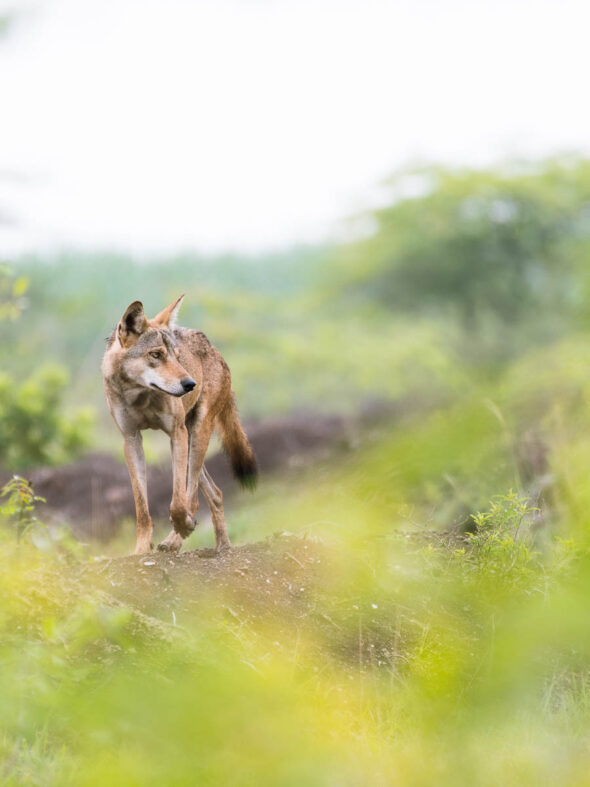 Indian grey wolf, Maharashtra, India