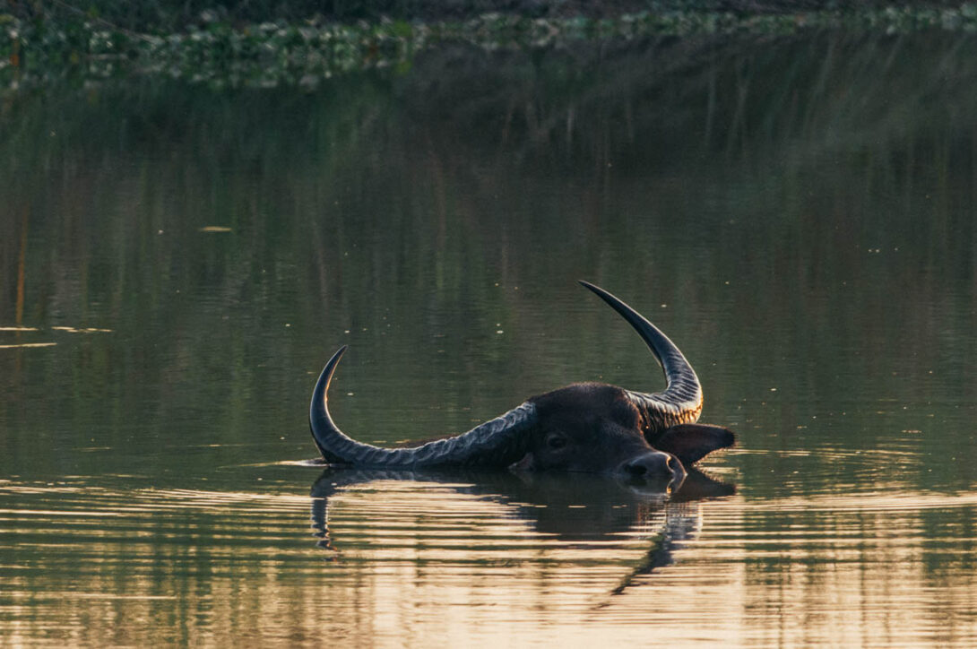 Photo of an Indian water buffalo bathing in the icy cold waters of Kaziranga during winter