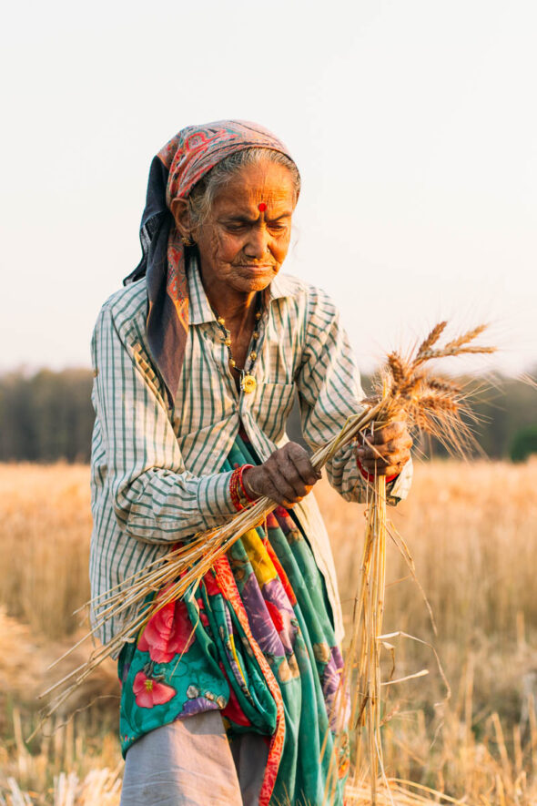 An elderly woman in colorful traditional attire threshes wheat near Jim Corbett National Park in Uttarakhand, embodying the enduring spirit of rural life